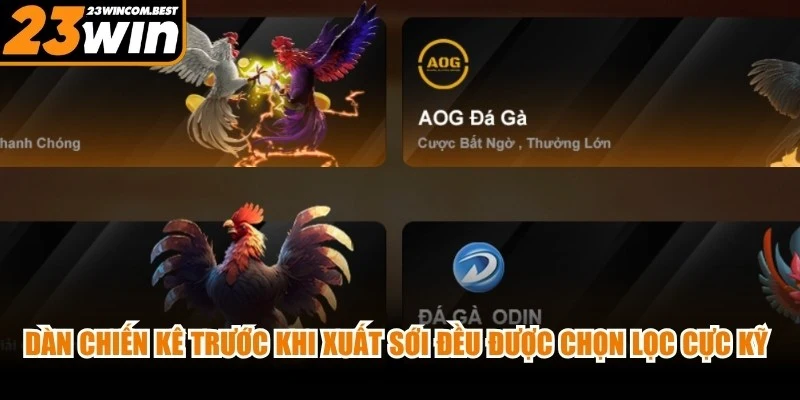 Dàn chiến kê trước khi xuất sới đều được chọn lọc cực kỳ kỹ càng